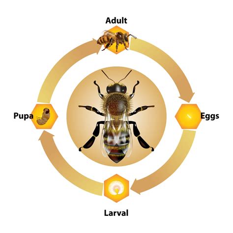 Bee Life Cycle Mason Bees Life Cycles | sexiezpix Web Porn