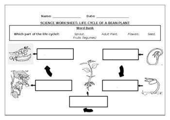 Science worksheet: Life cycle of a bean plant by Science Workshop