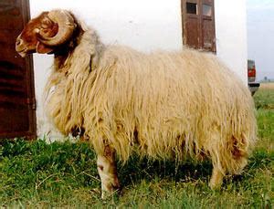 Awassi sheep - Alchetron, The Free Social Encyclopedia