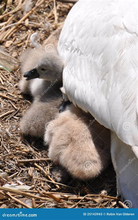 Swan baby stock image. Image of animal, quack, protection - 25143943