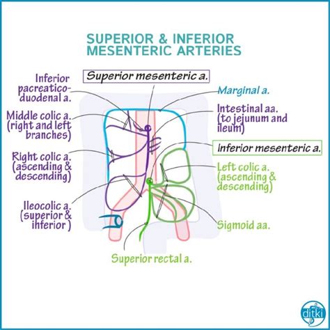 Draw out the Superior and Inferior Mesenteric arteries to learn their ...