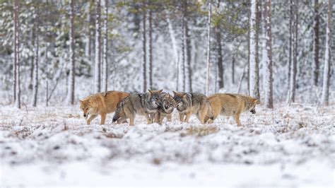 What Animals Live In The Taiga? - WorldAtlas