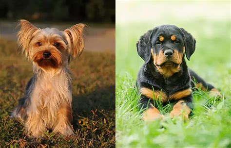 All About the Rottweiler Yorkie Mix (With Pictures) - How To Train Your Dog