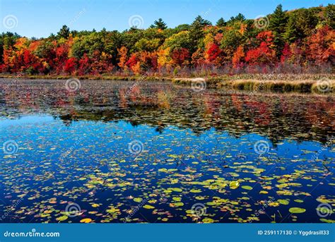 Water Lillys and Fall Foliage Colors Stock Photo - Image of scenery, nature: 259117130