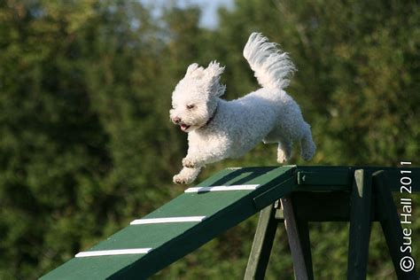 Bichon Agility | Bichon Frise training for agility | MunstiSue | Flickr