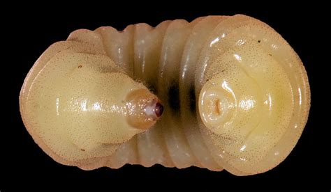 Bee larvae drum with their butts, which may confuse predatory wasps