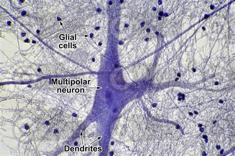 Mammal. Spinal cord. Neuron. 500X - Neuron - Mammals - Mammals - Nervous system - Other systems ...