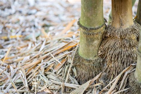 Bamboo roots stock image. Image of closeup, nature, root - 73991887