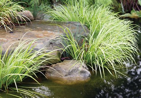 Illuminate Your Pond with Shade-Loving Plants - POND Trade Magazine