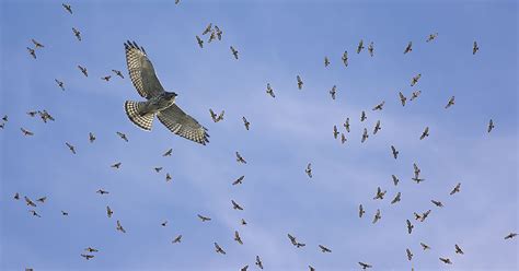 Thousands of hawks fly over Detroit River as migration peaks