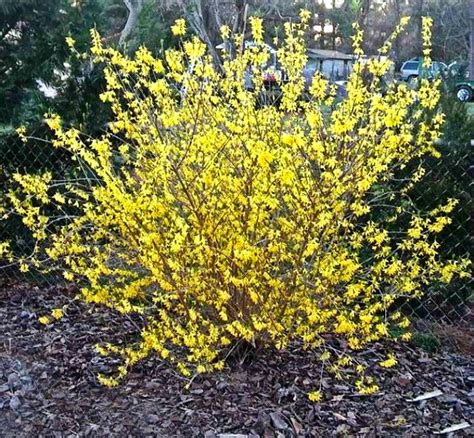 Pruning Forsythia - How and When to Trim Forsythia Bushes