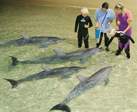 Tangalooma 2 Day Island Wild Dolphin Resort & Eco tour - Bushwacker Eco Tours Reservations