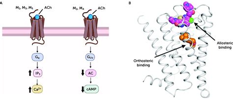 Muscarinic Acetylcholine Receptor Agonists as Novel Treatments for ...