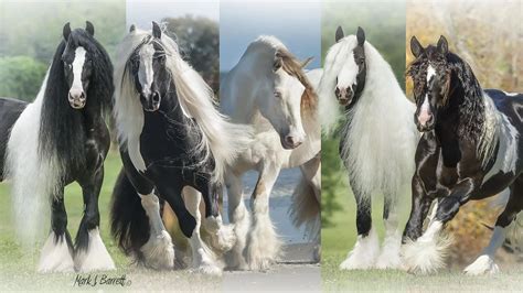 Gypsy Vanner Horses