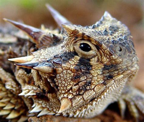 a close up view of a lizard's head