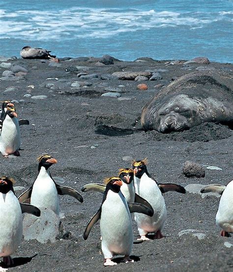 Macaroni penguins – Australian Antarctic Program