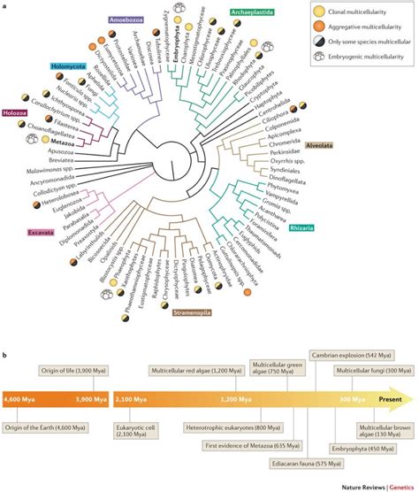 The origin of Metazoa: a unicellular perspective