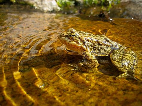 Mountain Yellow-Legged Frog | Conservation | Aquarium of the Pacific