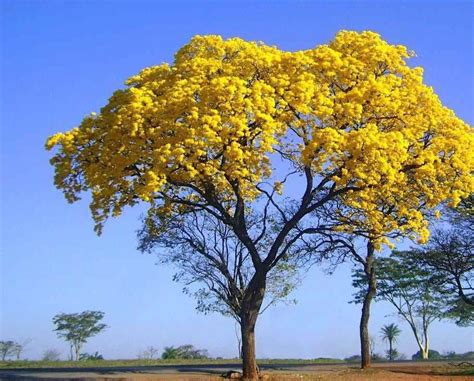 Ipê Amarelo - Flores e Folhagens | Plantas de paisagismo, Ipê, Árvores com flores