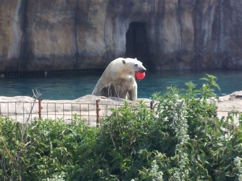 Took this pic at the zoo. He was having a ball with the ball..