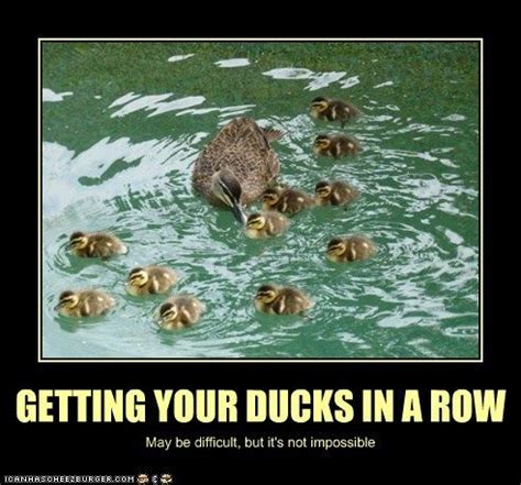 GETTING YOUR DUCKS IN A ROW | Funny animal memes, Funny animal facts, Funny animals