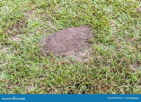 Fire ant hill in the grass stock image. Image of insect - 297197521