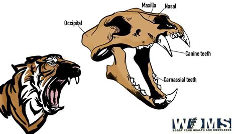 Tiger Teeth Diagram