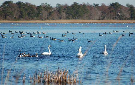 Chilika Wildlife Sanctuary, Puri | Ticket Price | Timings | Address: TripHobo