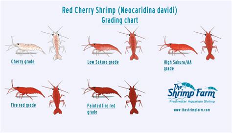 grading cherry shrimp | Cherry shrimp, Red cherry shrimp, Shrimp