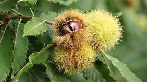 Sweet Chestnut Tree | Edible Chestnuts and Recipes UK