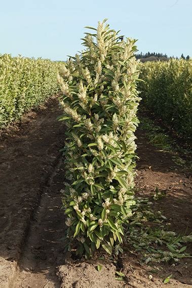 Skip or Schip Cherry Laurel (Prunus laurocersasus 'Schipkaensis') Hedges