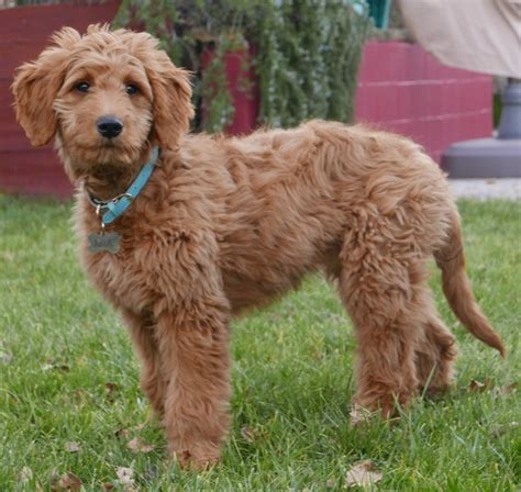 Mini Goldendoodle Full Grown | Mini Goldendoodle