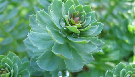 Winter Care of a Sedum | Garden Guides