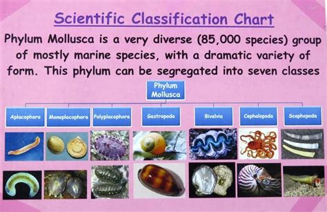 Predicting Classification Chart Download Scientific D - vrogue.co