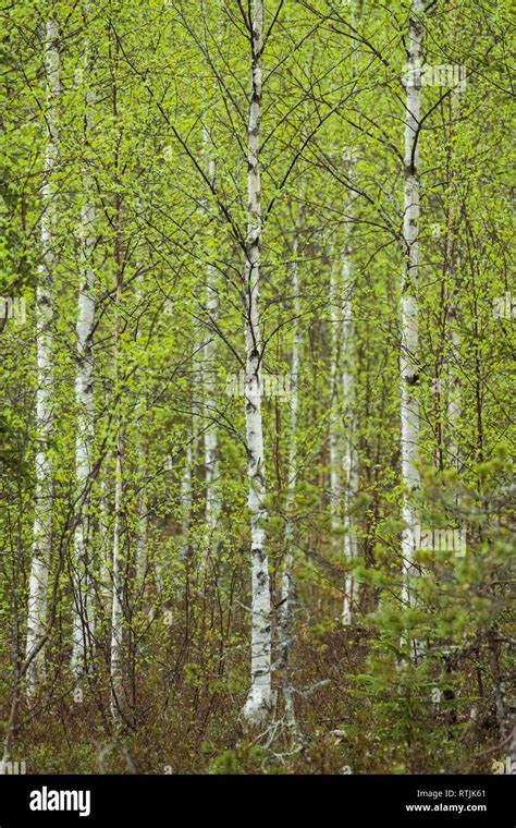 Silver birch forest hi-res stock photography and images - Alamy