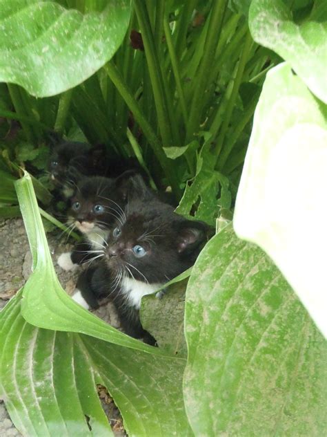 So, today I found 3 kittens in the garden... : r/aww