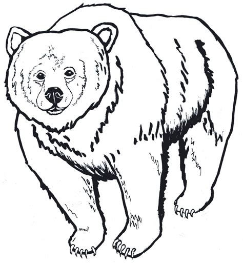 Bear Outline Drawing at PaintingValley.com | Explore collection of Bear Outline Drawing