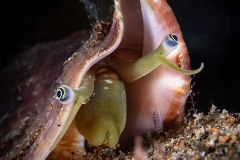 Snails & Their Eyes: Here's How Do They Use Them