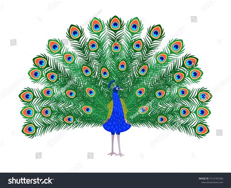 310,718 Peacock Images, Stock Photos & Vectors | Shutterstock