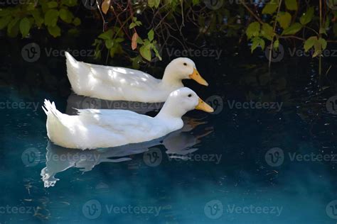 Ducks Swimming In A Pond 12418061 Stock Photo at Vecteezy