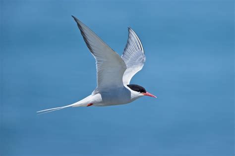 22 Amazing Arctic Tern Facts - Facts.net