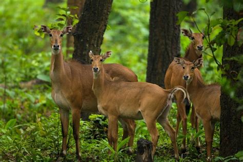 Visit Barnawapara Wildlife Sanctuary in Chhattisgarh - Cgyatra - Medium