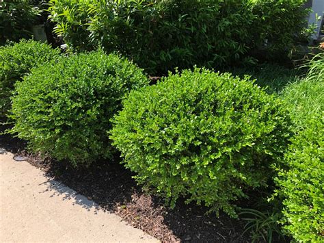 Buy Winter Gem Boxwood Plants Online | Stadler Nurseries