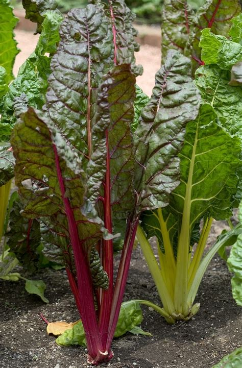 Beta vulgaris var cicla 'Bright Lights' Swiss Chard | Garden Center Marketing