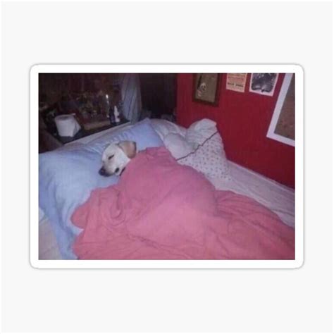 "Tucked In Sleeping Dog Meme" Sticker for Sale by bartzlaura | Redbubble