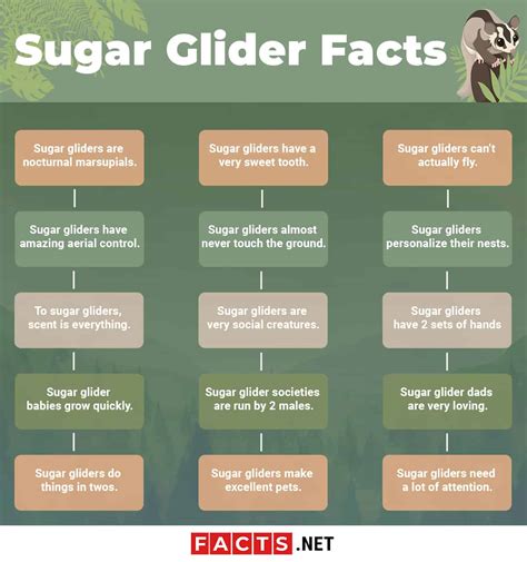 Top 15 Sugar Glider Facts - Diet, Lifespan & More | Facts.net