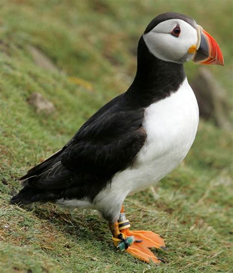 Puffins that stick with their soulmate through thousand-mile migrations have more chicks