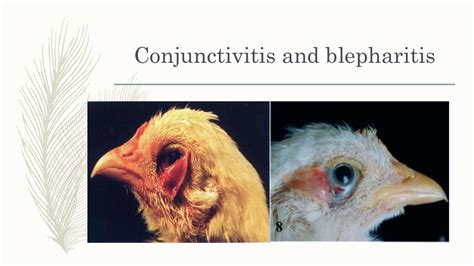 Newcastle disease outbreak in region III by Dr E Lapuz