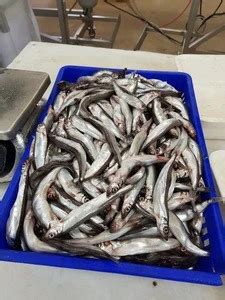 Buy Frozen Iceland Capelin / Grade A - 16% Roe, High Female % from SUBO ...