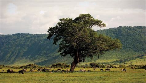 Ngorongoro Crater | Serengeti, Wildlife & Conservation | Britannica